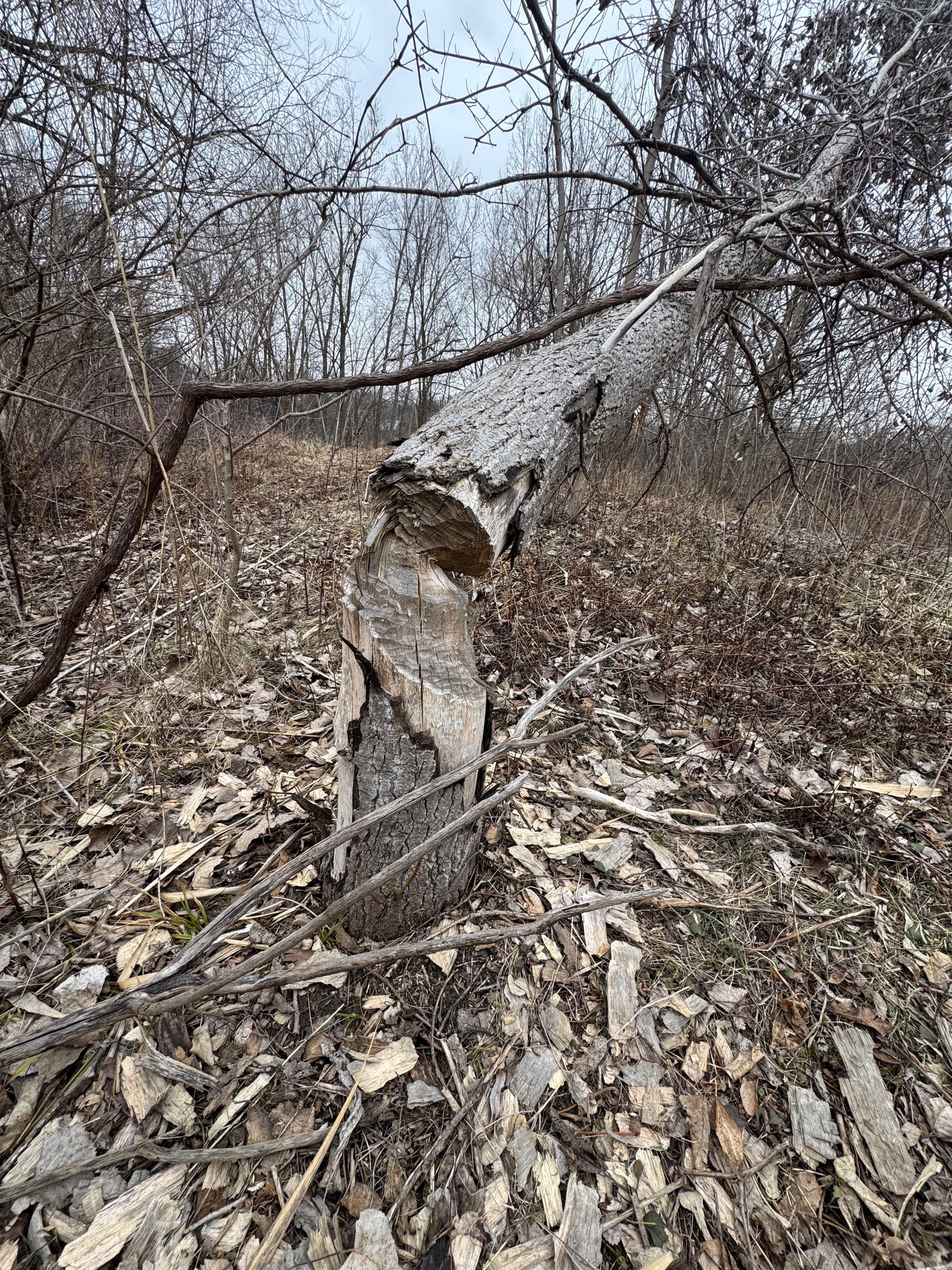 Gallery photos for Nature Meets Innovation at Dearborn Hills Golf Course: Image #2