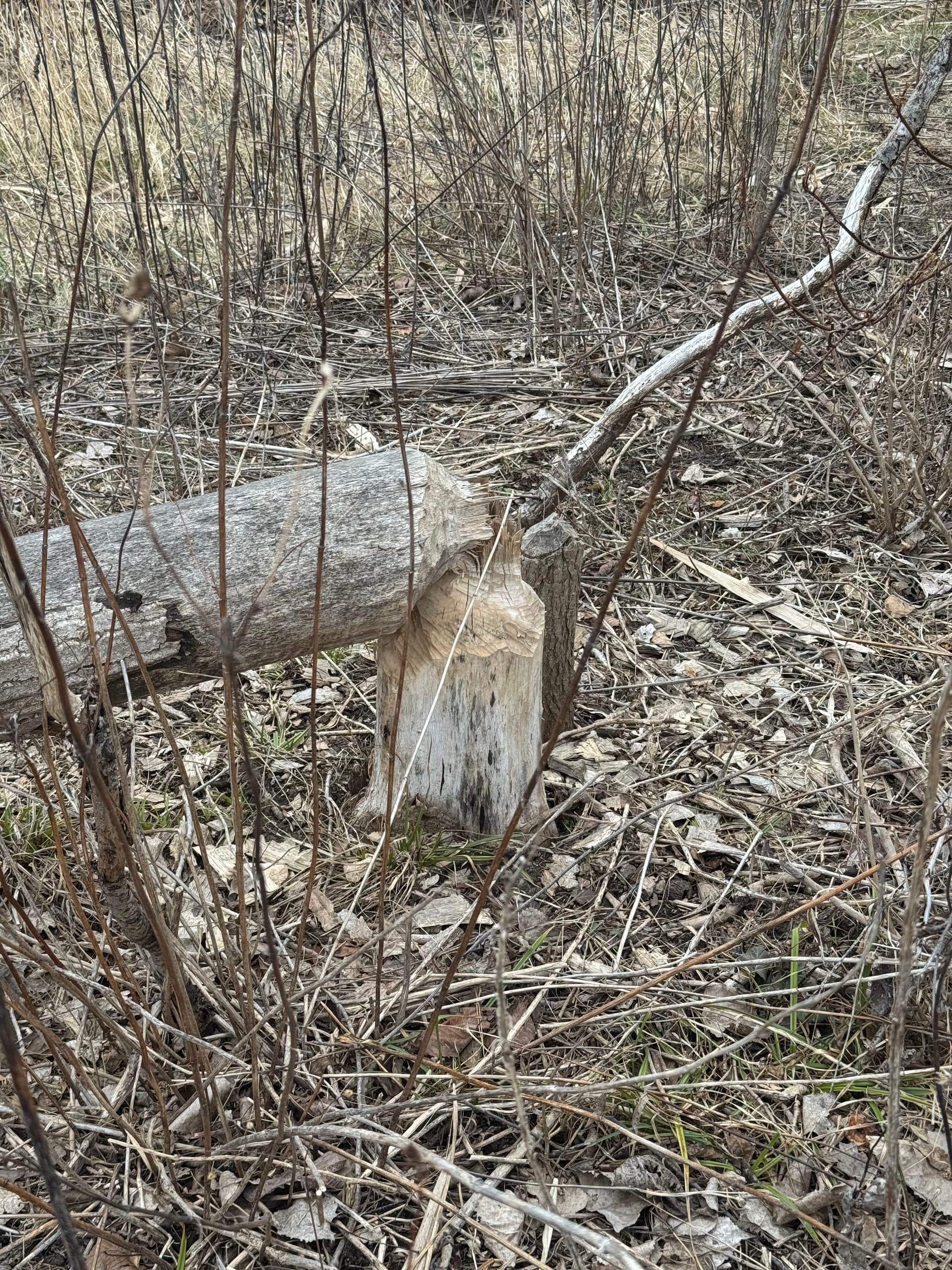 Gallery photos for Nature Meets Innovation at Dearborn Hills Golf Course: Image #1